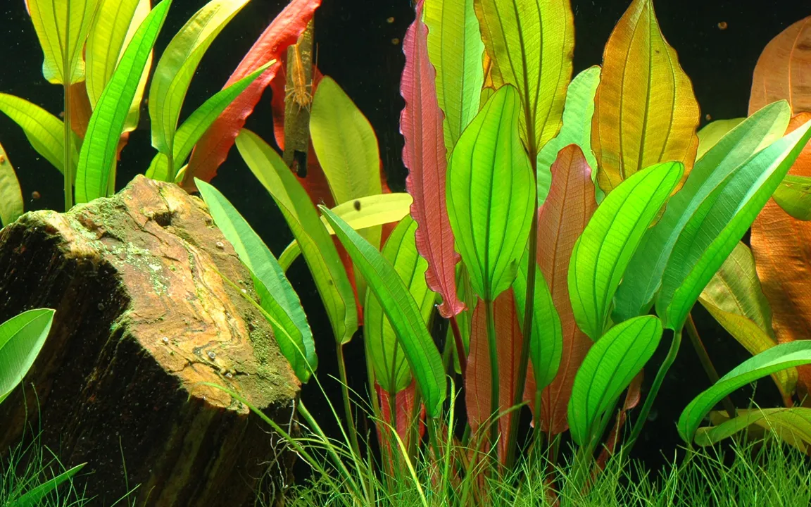 Tropica Akvarieplante i potte Echinodorus Red Diamond